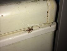 Κατσαριδάκι κουζίνας, ξανθιά κατσαρίδα ή ψιλή κατσαρίδα