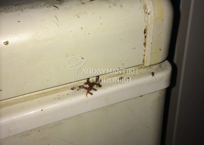 Κατσαριδάκι κουζίνας, ξανθιά κατσαρίδα ή ψιλή κατσαρίδα