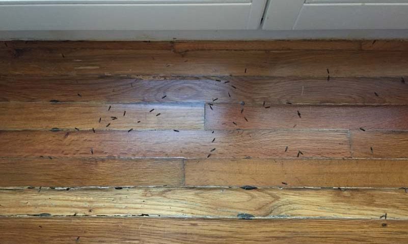 Τερμίτες Ξηρού Ξύλου