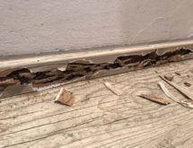 Προσβολή υπόγειων τερμιτών σε ξύλινο σοβατεπί