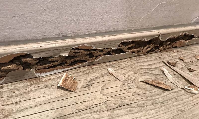 Προσβολή υπόγειων τερμιτών σε ξύλινο σοβατεπί