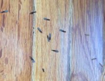 Πτερωτά τερμίτη ή φτερωτά μυρμήγκια;