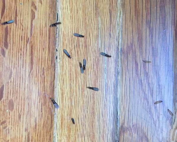 Πτερωτά τερμίτη ή φτερωτά μυρμήγκια;