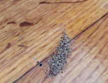 Περιττώματα τερμιτών ξηρού ξύλου