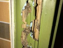 Προσβολή τερμιτών