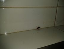 Ψιλή κατσαρίδα ή κατσαρίδα κουζίνας