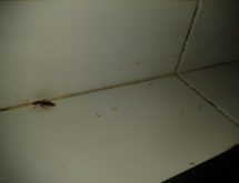 Ψιλή κατσαρίδα ή κατσαρίδα κουζίνας