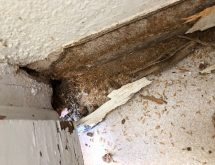 Αντιμετώπιση τερμιτών