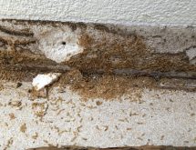 Τερμίτες στο σοβατεπί