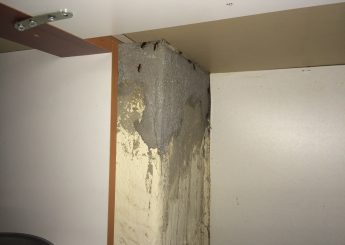 Ψιλή κατσαρίδα ή μικρό κατσαριδάκι κουζίνας