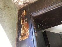 Τερμίτες ξύλου (υπόγειοι τερμίτες)