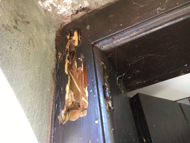 Τερμίτες ξύλου (υπόγειοι τερμίτες)