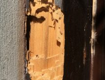 Τερμίτες στην κάσα