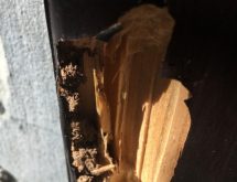 Ζημιά από τερμίτες