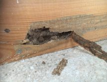 Τερμίτες στο πάτωμα