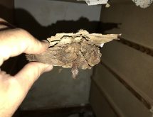 Υπόγειοι τερμίτες σε πάτωμα