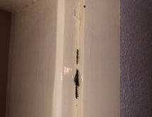 Τερμίτης με φτερά (πτερωτό τερμίτη)