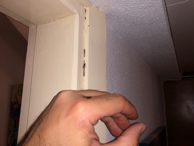 Τερμίτες στο σπίτι