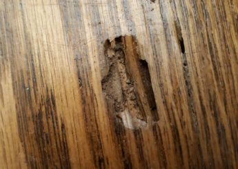 Τερμίτες στο πάτωμα