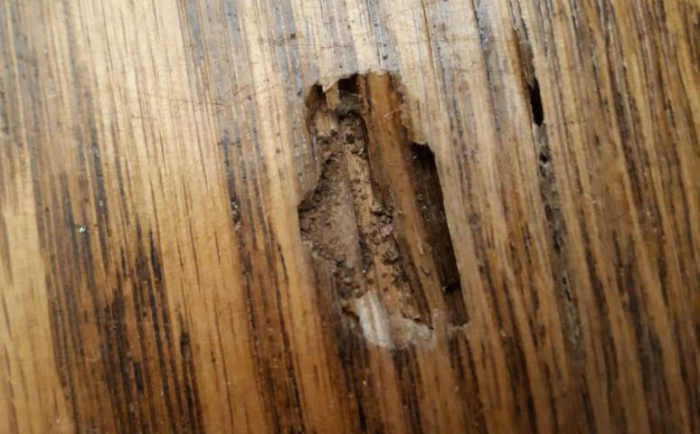 Τερμίτες στο πάτωμα