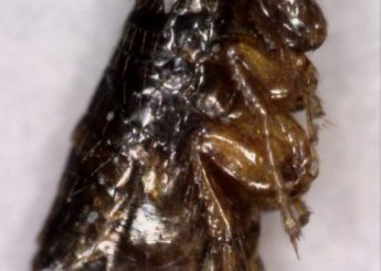 Δείγμα ψύλλου - Ψύλλος που βρέθηκε σε στρώμα