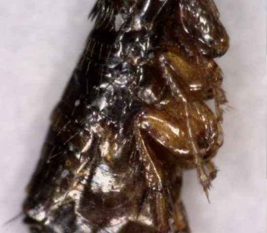 Δείγμα ψύλλου - Ψύλλος που βρέθηκε σε στρώμα