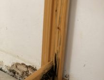 Τερμίτες στο σπίτι