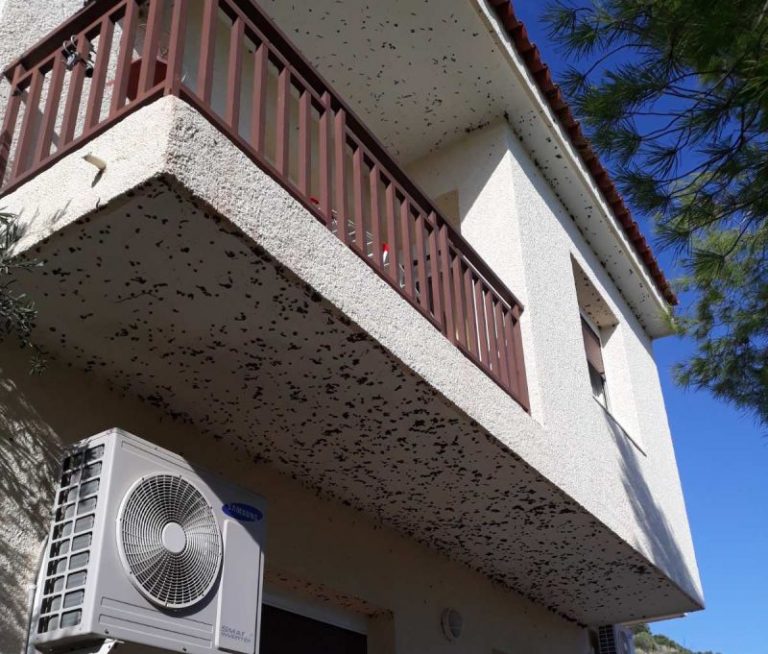 Μαύρα σκουλήκια υγρασίας σε εξωτερικούς τοίχους σπιτιού