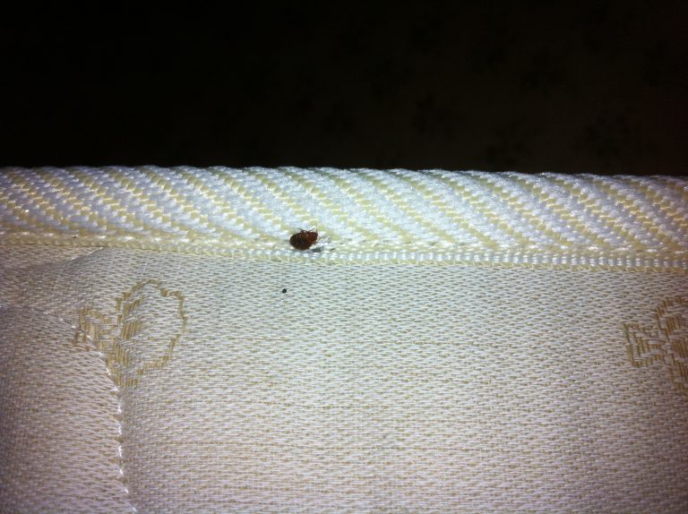 Απεντόμωση σε στρώμα