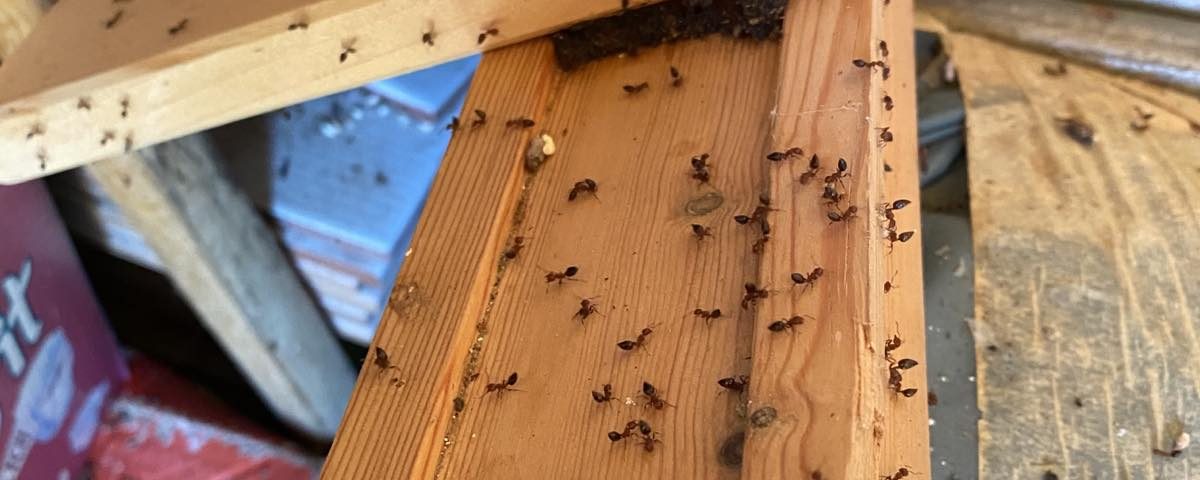 Ξυλοφάγα μυρμήγκια σε ξύλα